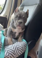Squash, a female American Bully for sale in Merrimack, NH – 2 of 3