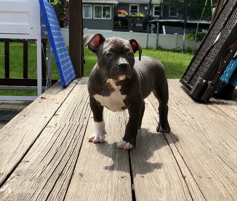 Tank – American Bully puppy for sale in Merrimack, NH