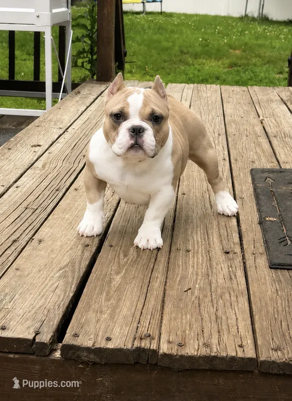 Chai – American Bully puppy for sale in Merrimack, NH