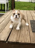 Chai, a female American Bully for sale in Merrimack, NH – 1 of 2