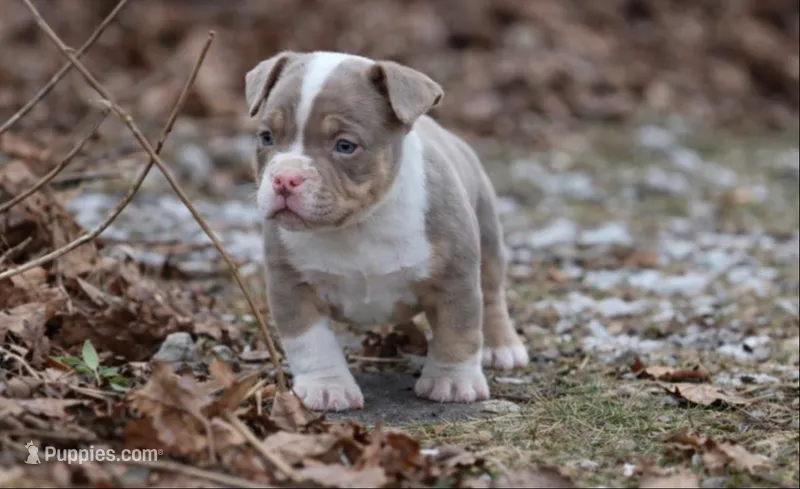 Atlas – American Bully puppy for sale in Merrimack, NH