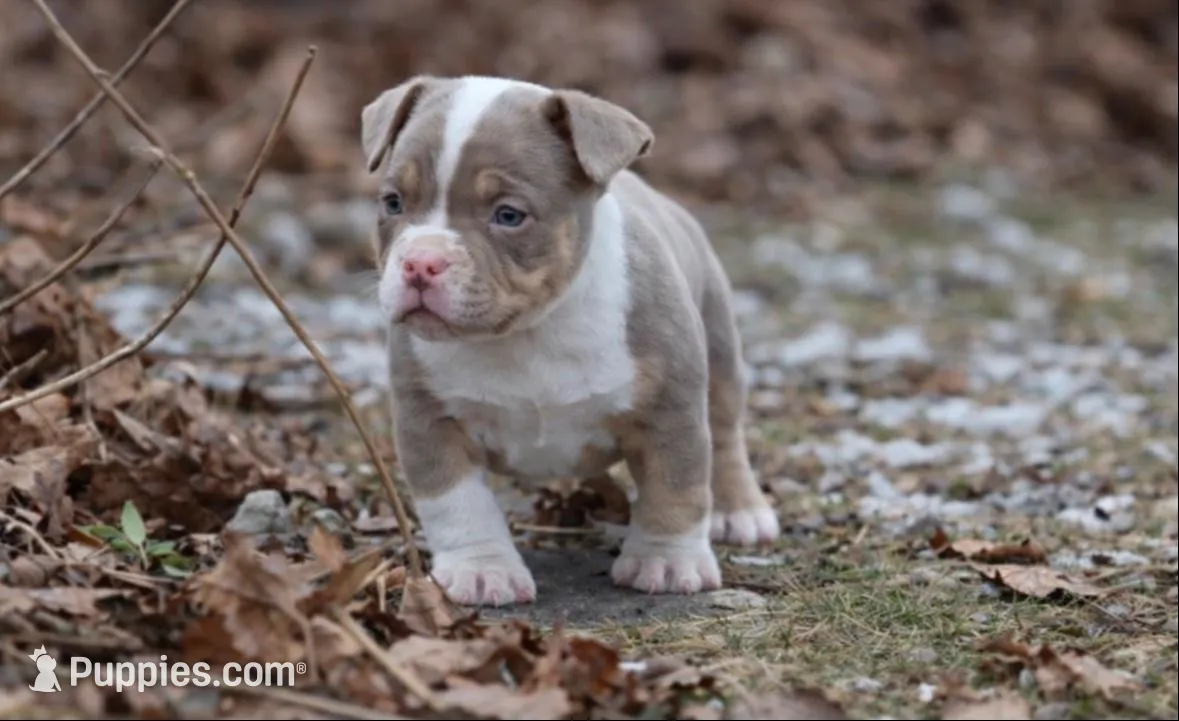 Atlas, a male American Bully for sale in Merrimack, NH – 1 of 3