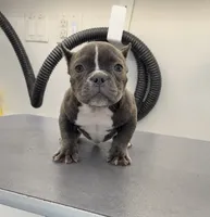 Blue, a male American Bully for sale in Merrimack, NH – 1 of 1