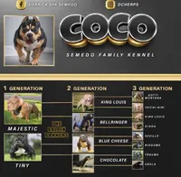 Tank, a male American Bully for sale in Merrimack, NH – 2 of 3