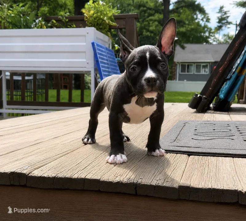 Pip – American Bully puppy for sale in Merrimack, NH