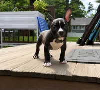 Pip, a male American Bully for sale in Merrimack, NH – 1 of 1