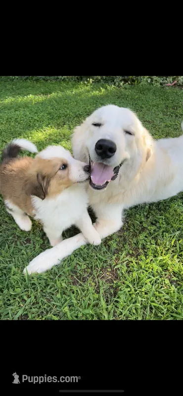 Athos – Bernese Mountain Dog, Great Pyrenees puppy for sale in Gretna, VA
