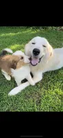 Athos, a male Bernese Mountain Dog and Great Pyrenees for sale in Gretna, VA – 4 of 5