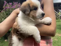 Athos, a male Bernese Mountain Dog and Great Pyrenees for sale in Gretna, VA – 2 of 5