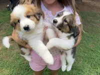 Athos, a male Bernese Mountain Dog and Great Pyrenees for sale in Gretna, VA – 3 of 5