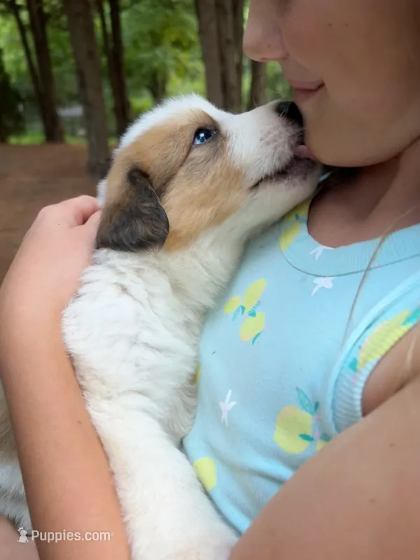 Athos – Bernese Mountain Dog, Great Pyrenees puppy for sale in Gretna, VA