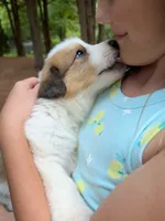 Athos, a male Bernese Mountain Dog and Great Pyrenees for sale in Gretna, VA – 1 of 5