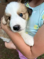 Athos, a male Bernese Mountain Dog and Great Pyrenees for sale in Gretna, VA – 5 of 5