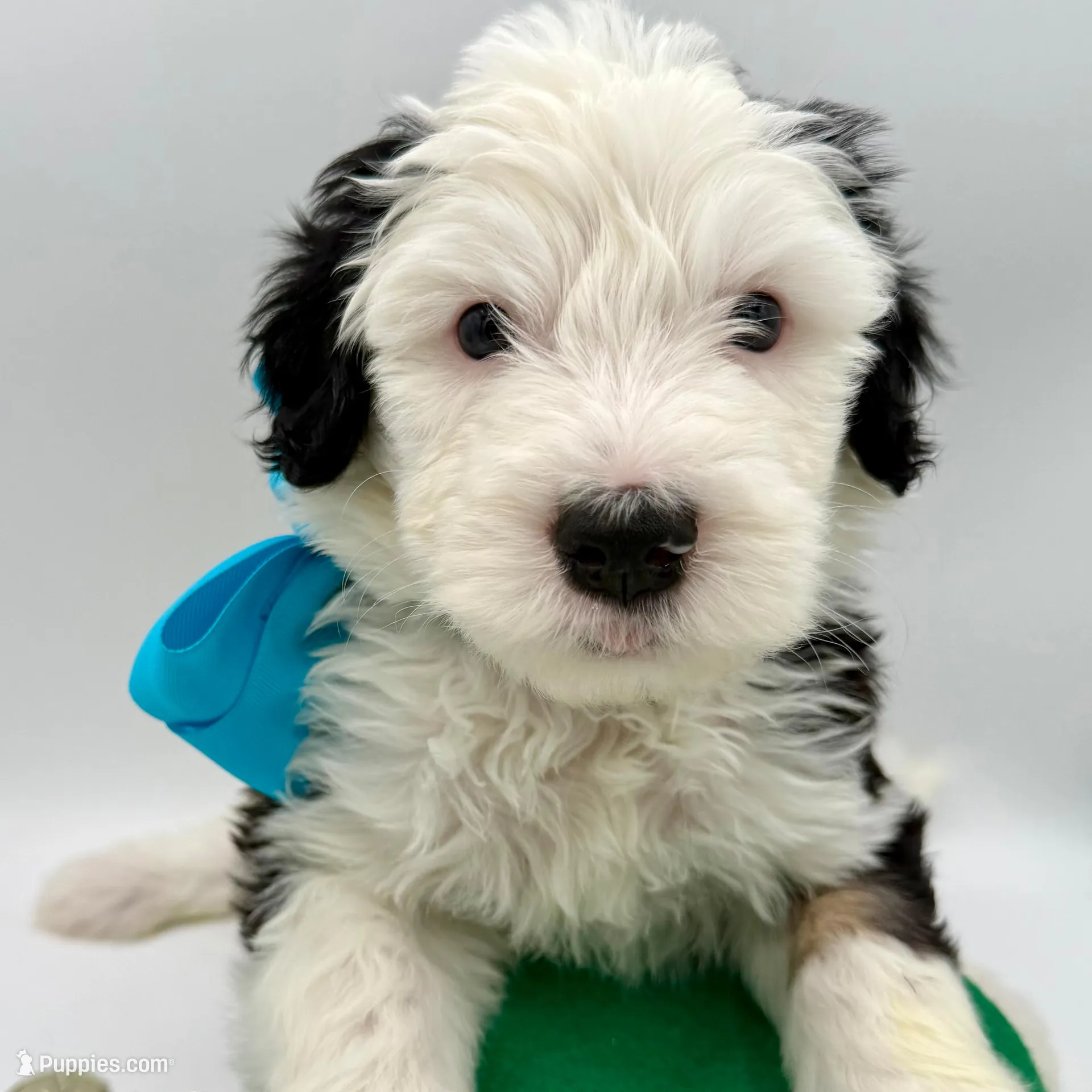 Teal collar male – Sheepadoodle puppy for sale in Camden, NC