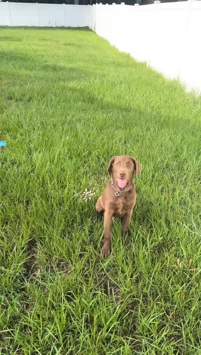 Rocky , a male Labrador Retriever for sale in Lakeland, FL – 2 of 2