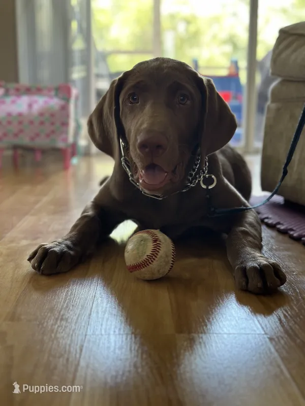 Rocky  – Labrador Retriever puppy for sale in Lakeland, FL