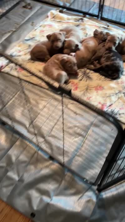 XLBuckskin Bully (M) red collar , a male American Bully for sale in Woodstown, NJ – 9 of 9