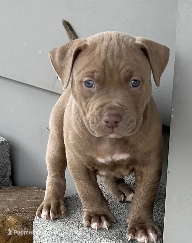 Tri Bully (M) red collar  – American Bully puppy for sale in Woodstown, NJ