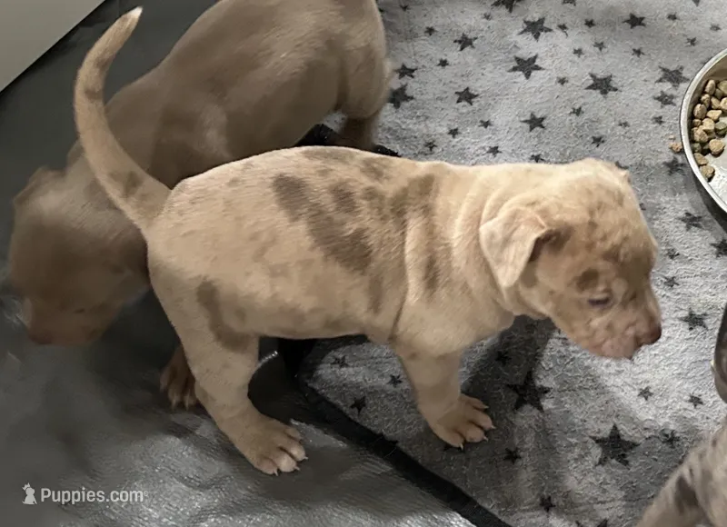 Merle (F) purple collar  – American Bully puppy for sale in Woodstown, NJ
