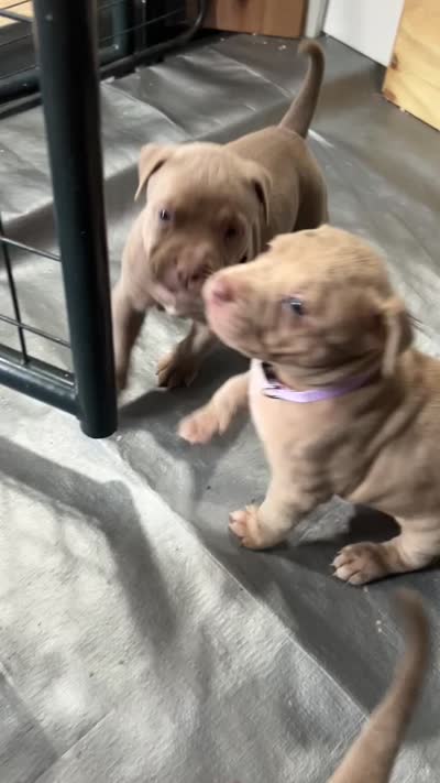 Merle (F) purple collar , a female American Bully for sale in Woodstown, NJ – 9 of 9