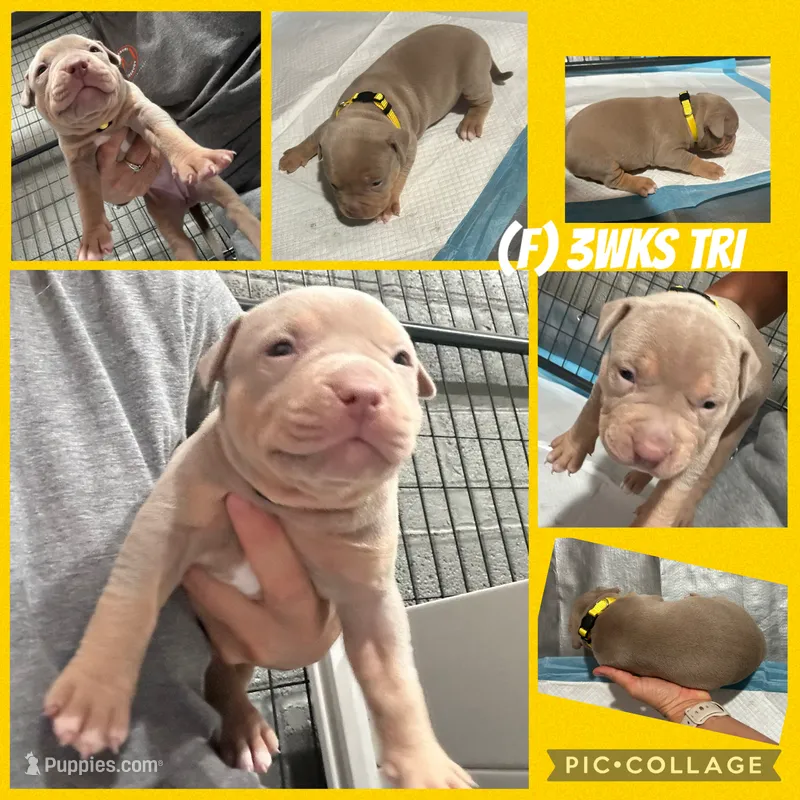 Tri Bully (F) yellow collar  – American Bully puppy for sale in Woodstown, NJ