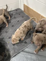 Merle (F) purple collar , a female American Bully for sale in Woodstown, NJ – 3 of 9