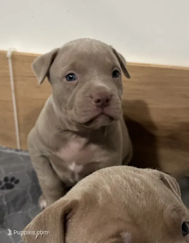 Tri Bully (F) pink collar  – American Bully puppy for sale in Woodstown, NJ