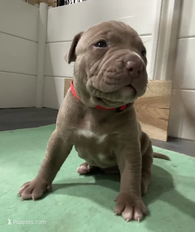 Tri Bully (M) red collar  – American Bully puppy for sale in Woodstown, NJ