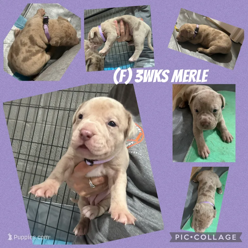 Merle (F) purple collar  – American Bully puppy for sale in Woodstown, NJ