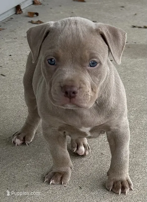 Tri Bully (F) pink collar  – American Bully puppy for sale in Woodstown, NJ
