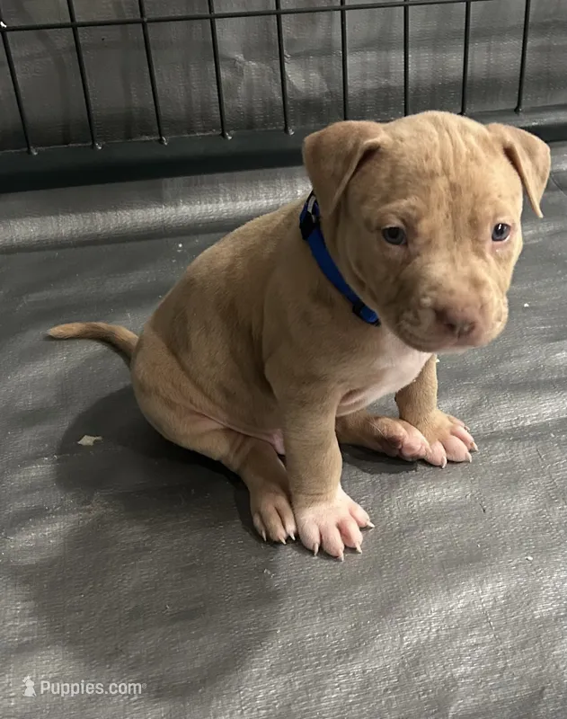 Merle (M) blue collar  – American Bully puppy for sale in Woodstown, NJ