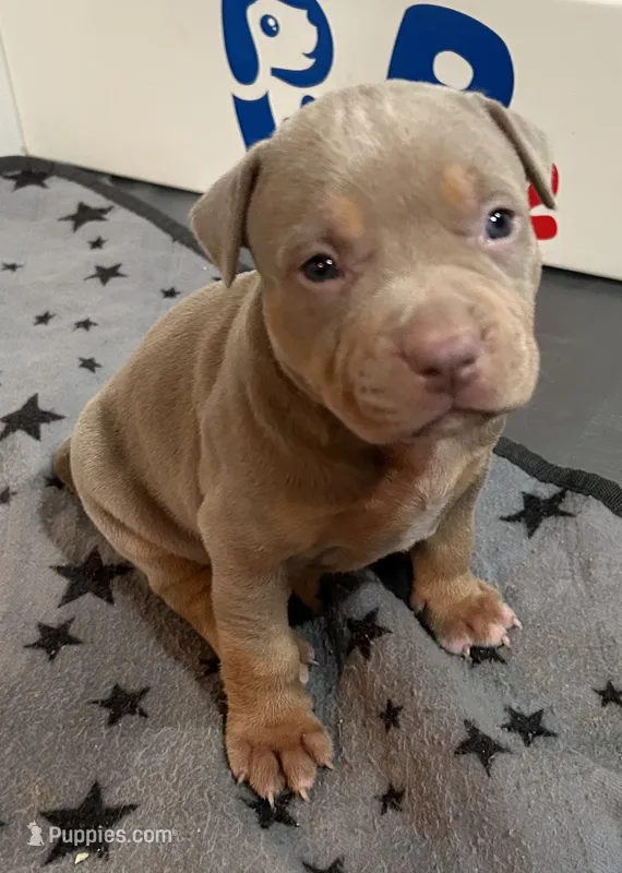 Tri Bully (F) yellow collar  – American Bully puppy for sale in Woodstown, NJ