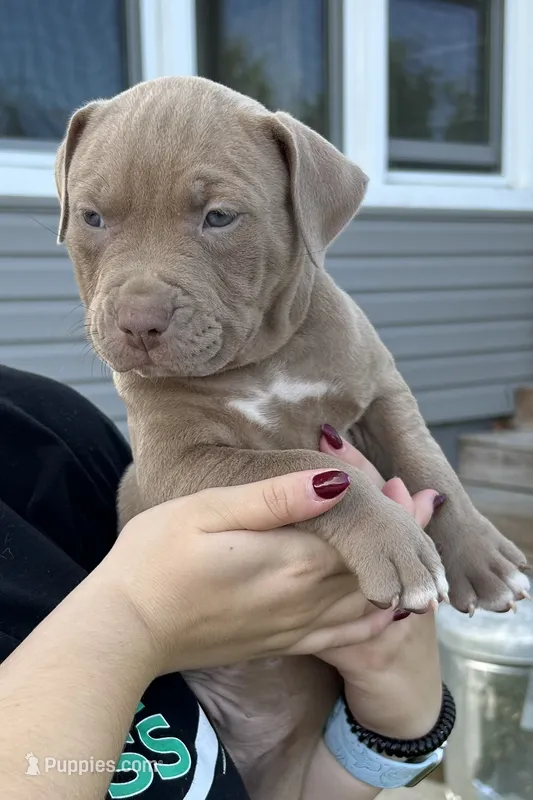Tri Bully (M) red collar  – American Bully puppy for sale in Woodstown, NJ