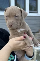 XLBuckskin Bully (M) red collar , a male American Bully for sale in Woodstown, NJ – 1 of 9
