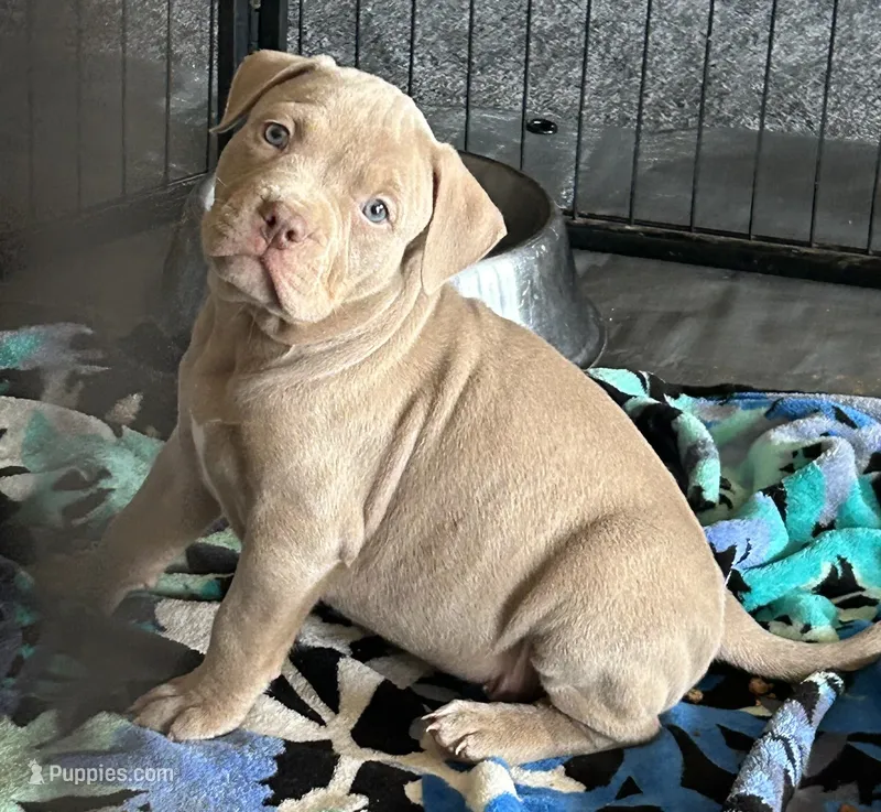 Tri Bully (F) pink collar  – American Bully puppy for sale in Woodstown, NJ