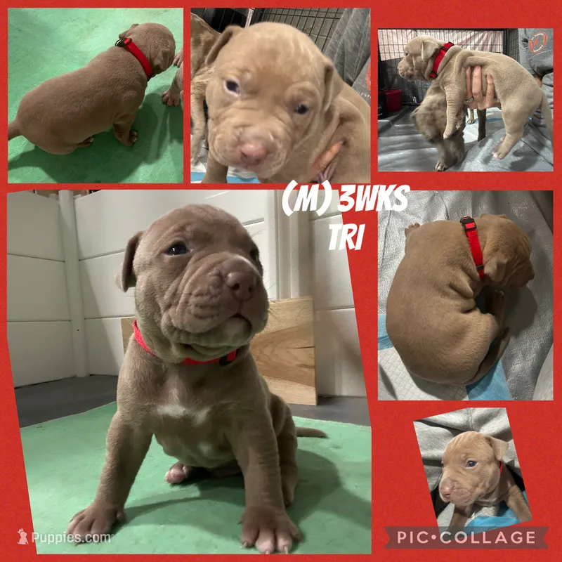 Tri Bully (M) red collar  – American Bully puppy for sale in Woodstown, NJ