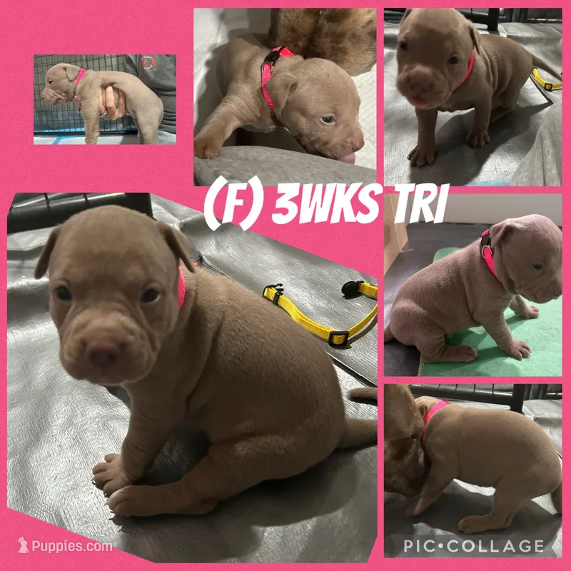 Tri Bully (F) pink collar  – American Bully puppy for sale in Woodstown, NJ