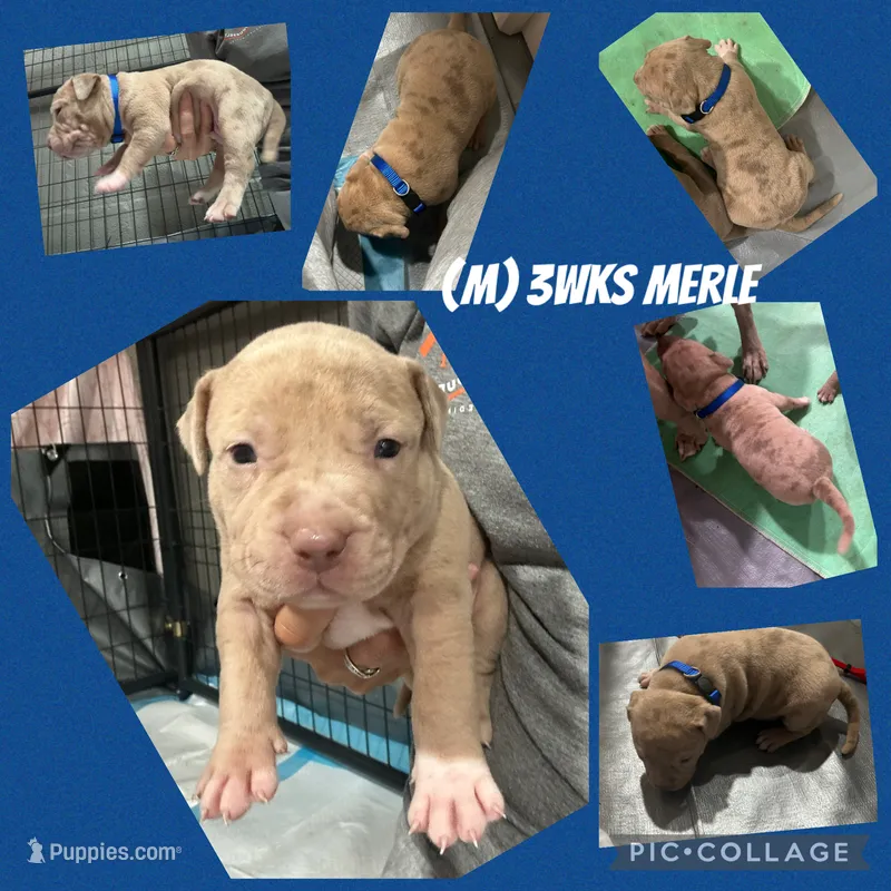Merle (M) blue collar  – American Bully puppy for sale in Woodstown, NJ