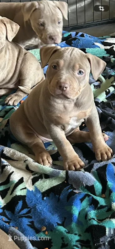 Tri Bully (F) yellow collar  – American Bully puppy for sale in Woodstown, NJ