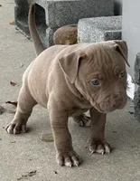 XLBuckskin Bully (M) red collar , a male American Bully for sale in Woodstown, NJ – 4 of 9