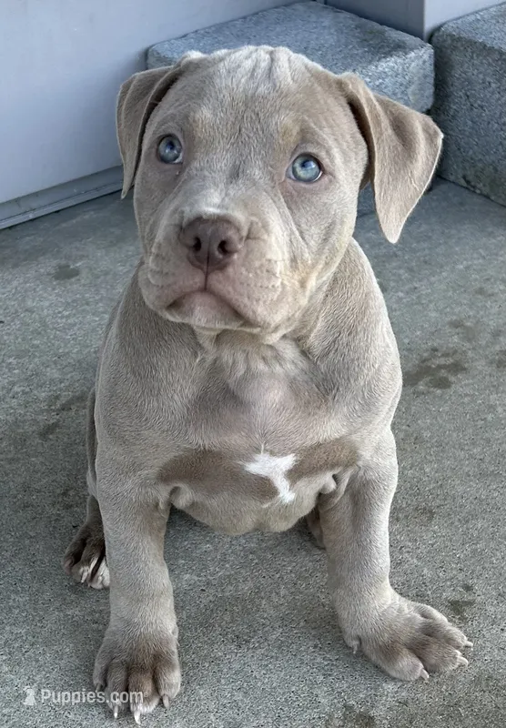 Tri Bully (F) pink collar  – American Bully puppy for sale in Woodstown, NJ