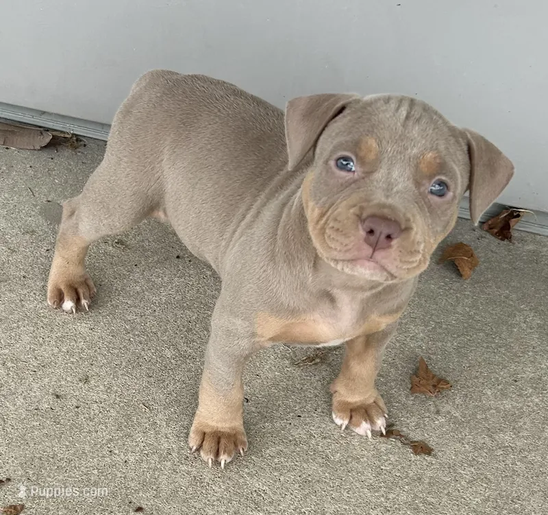 Tri Bully (F) yellow collar  – American Bully puppy for sale in Woodstown, NJ