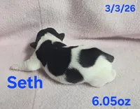 Seth, a male Teddy Roosevelt Terrier for sale in Wetumpka, AL – Photo 2 of 4