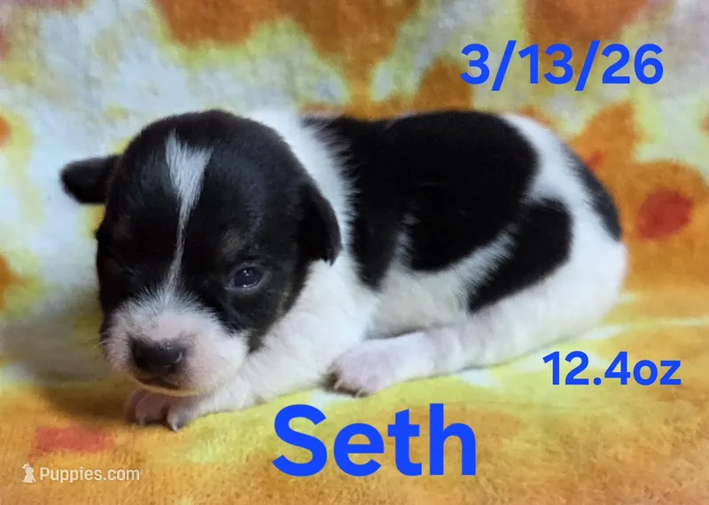 Seth – Teddy Roosevelt Terrier puppy for sale in Wetumpka, AL