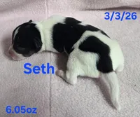 Seth, a male Teddy Roosevelt Terrier for sale in Wetumpka, AL – Photo 4 of 4