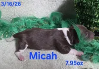 Micah, a male Teddy Roosevelt Terrier for sale in Wetumpka, AL – Photo 2 of 2