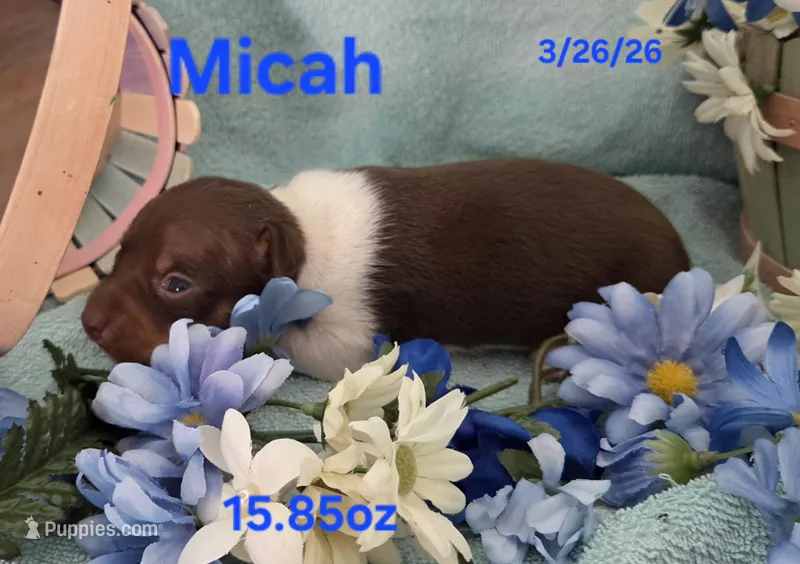 Micah – Teddy Roosevelt Terrier puppy for sale in Wetumpka, AL