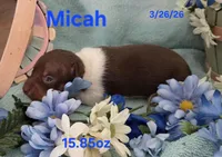 Micah, a male Teddy Roosevelt Terrier for sale in Wetumpka, AL – Photo 4 of 6