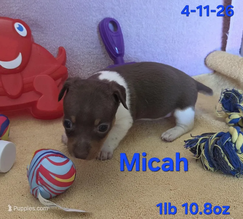 Micah – Teddy Roosevelt Terrier puppy for sale in Wetumpka, AL