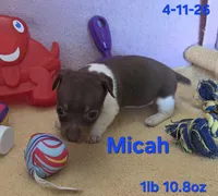 Micah, a male Teddy Roosevelt Terrier for sale in Wetumpka, AL – Photo 2 of 6